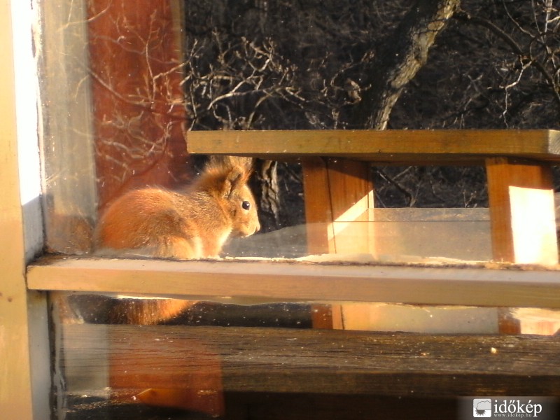 Mókus az ablakban