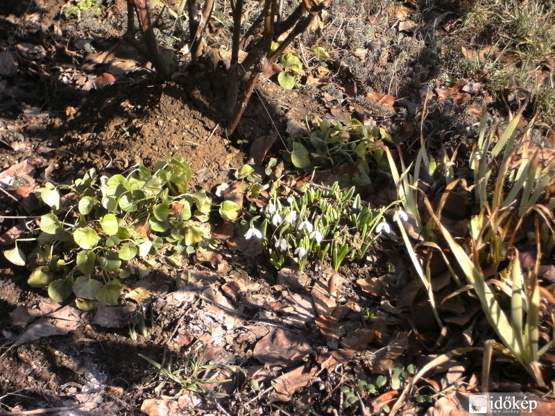 Végre nálunk is előbújtak