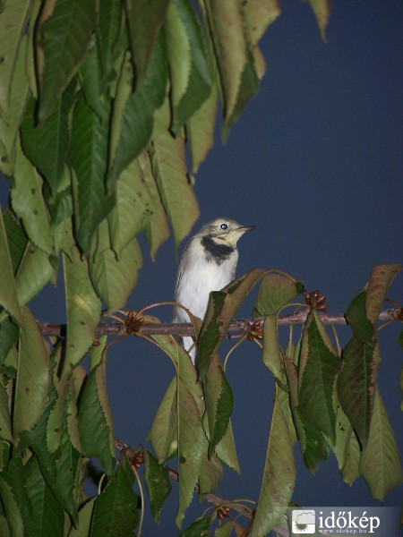 Madárka (2) - Vakuval