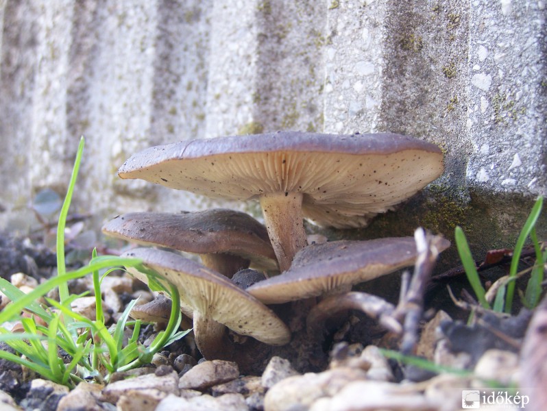 Gombák a sír tövében