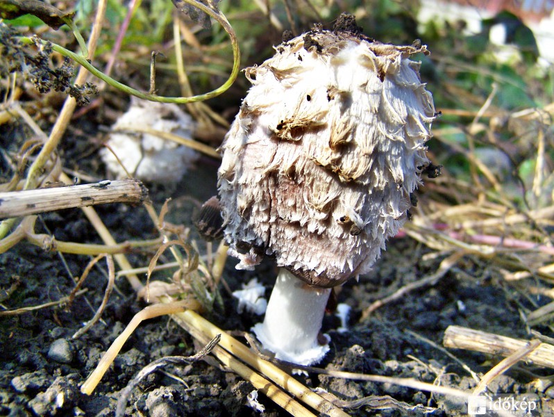 Novemberben is nő a gyapjas tintagomba