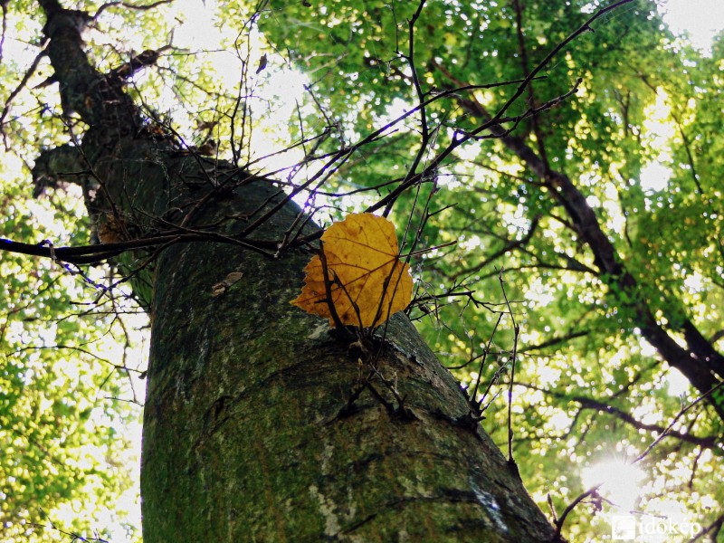 Hamarosan itt az ősz