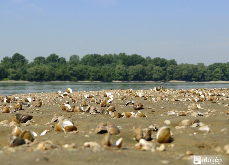 Az alacsony vízállás a folyami kagylók pusztulásához vezet!