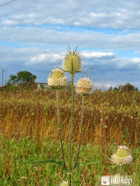 Héjakút mácsonya ( Dipsacus laciniatus ) 2