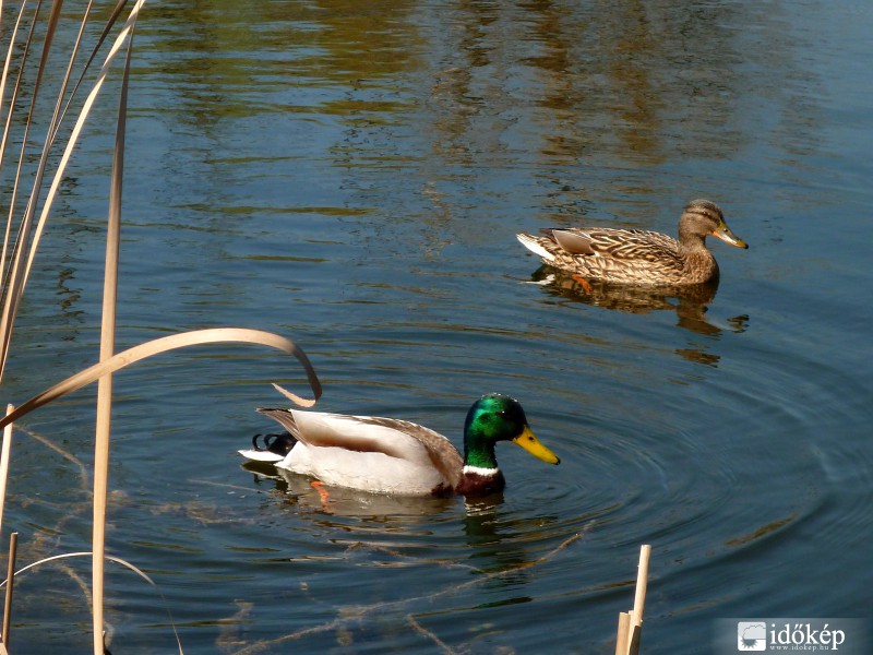 Kacsák az Úrréti tavon
