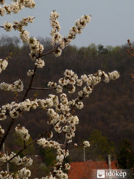 Gödöllő, 2014. 03. 31., 10:53