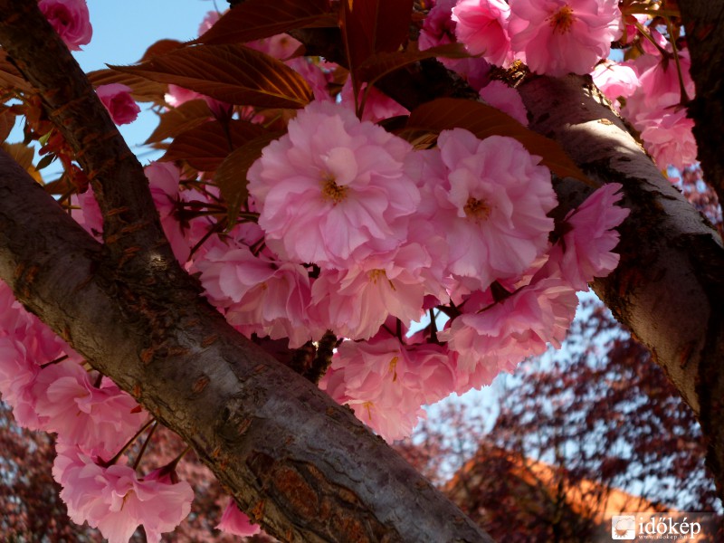 Rózsaszín dominancia