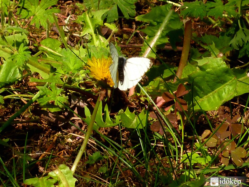 Lepke (Gödöllő, 2014. 05. 01., 11:10)