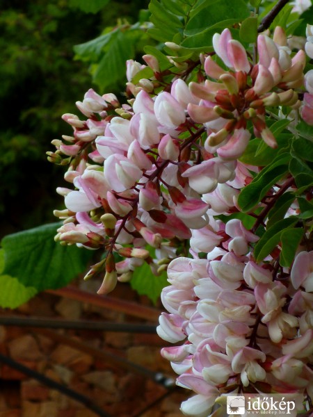 Májusi előzetes (2014. 05. 19., 15:54)