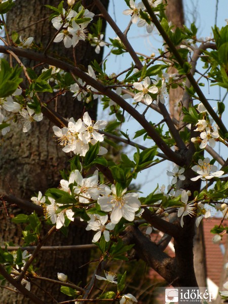 Virágzás közelről