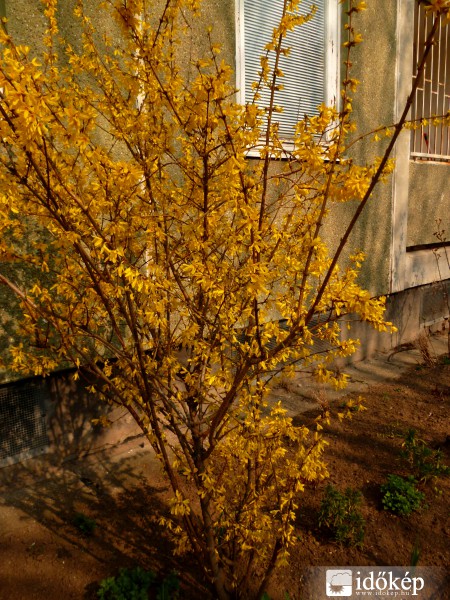 Aranyeső virágzása