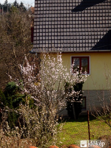 Virágzás Gödöllőn