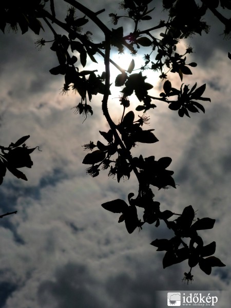 Irizáció és virágok