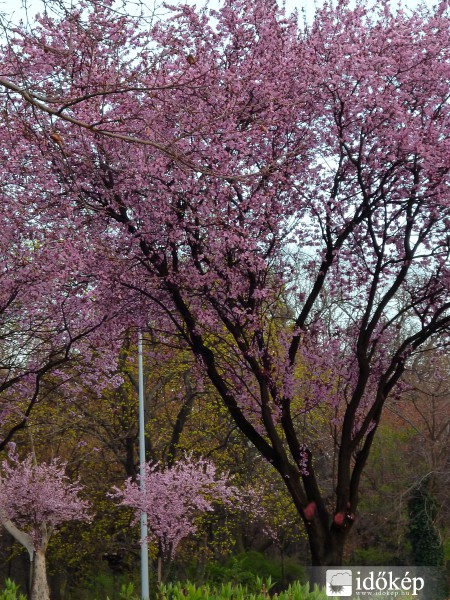 Virágzás a Népligetben