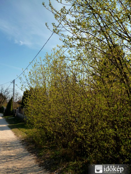 A tavaszi üde zöld szépsége :)