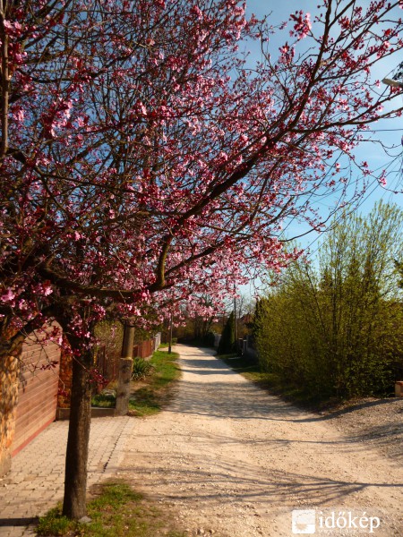 Tavaszi utcakép Gödöllőn