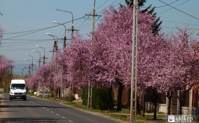 Vadszilva virágzás