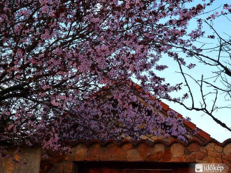 Virágos naplemente 2