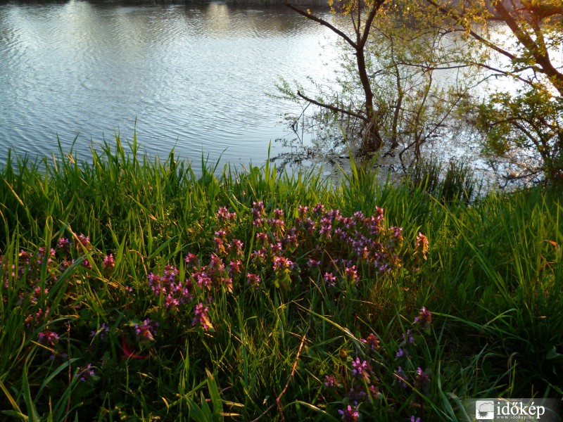 Virágok a tó mellett