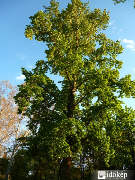 Budapest, Városliget