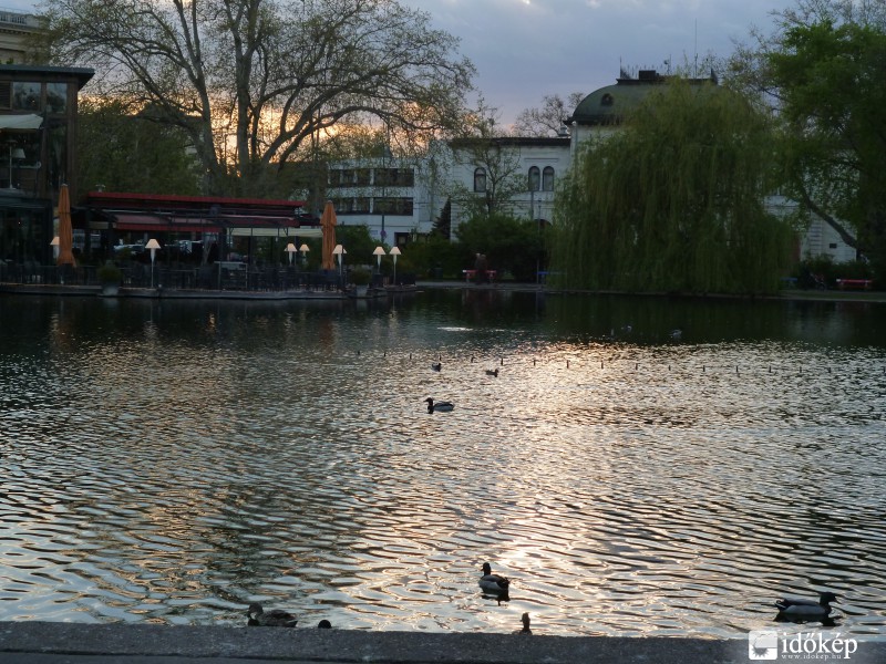 Városligeti-tó kacsákkal