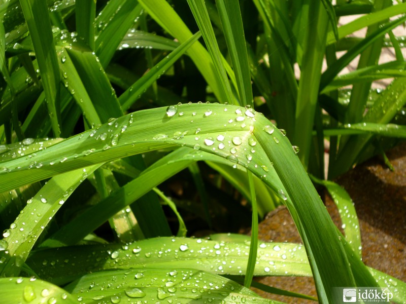 Gyöngyöző vízcseppek