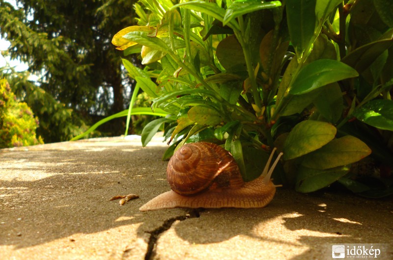 Csiga előbujt eső után