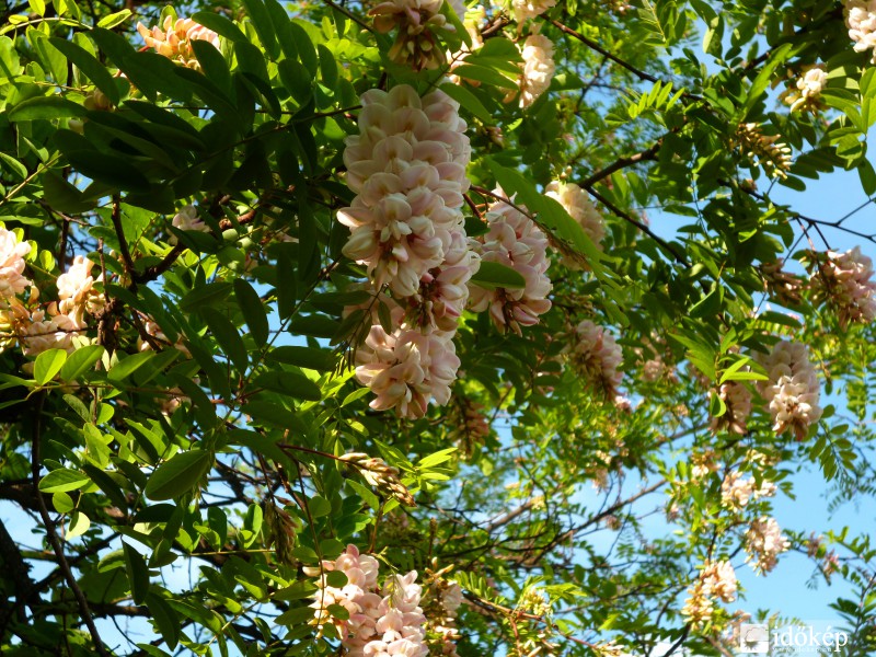 Akác virágzás Gödöllőn (ma 16:17-kor)