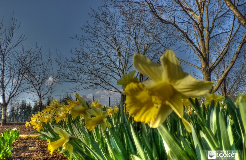 Nárciszok