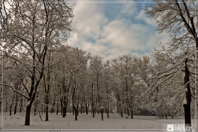 Gyopárosi erdő délután