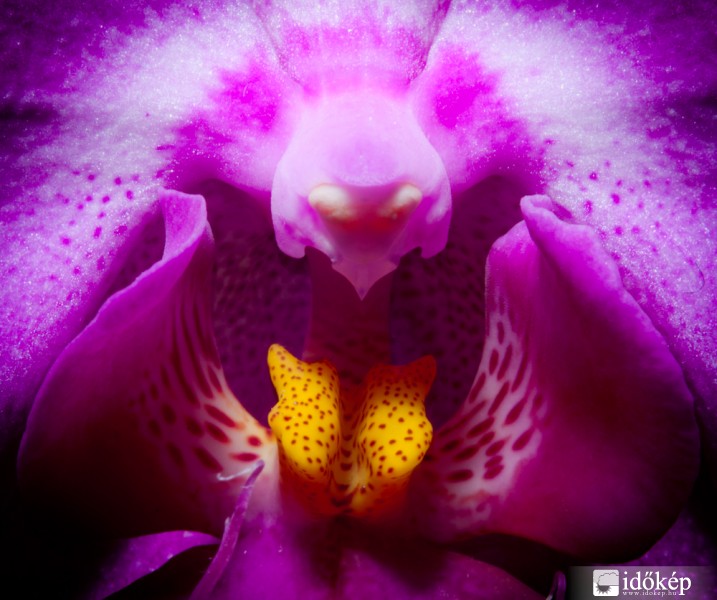 Virágbelső (macro)