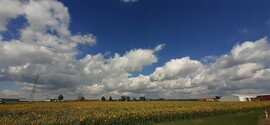 Kispáli
