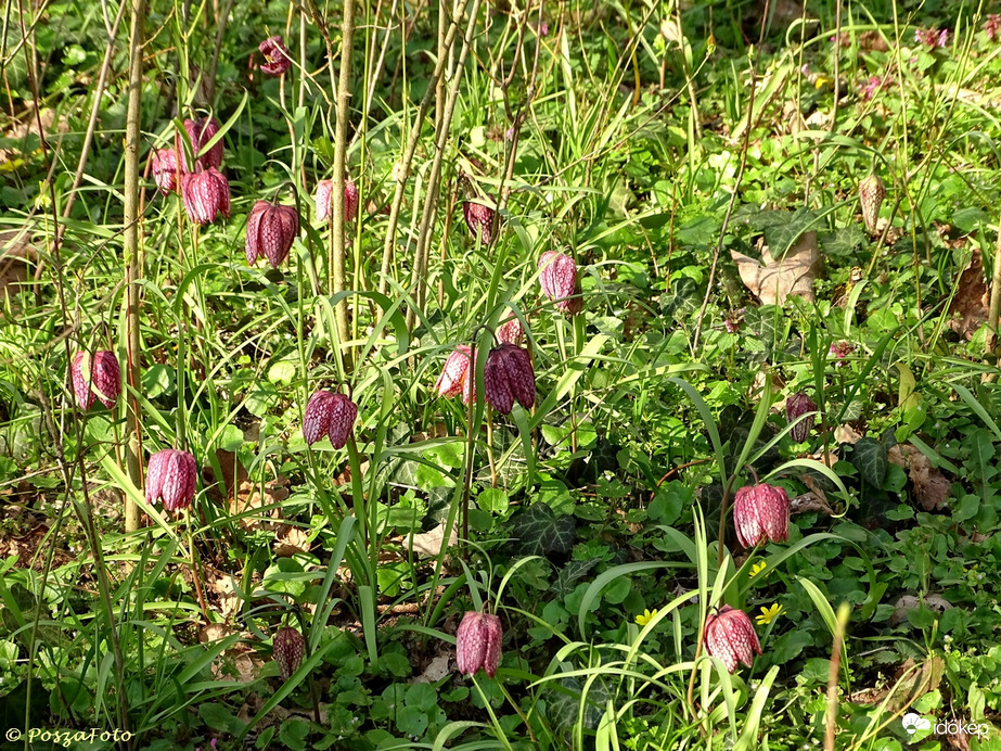 Mocsári kockásliliomok