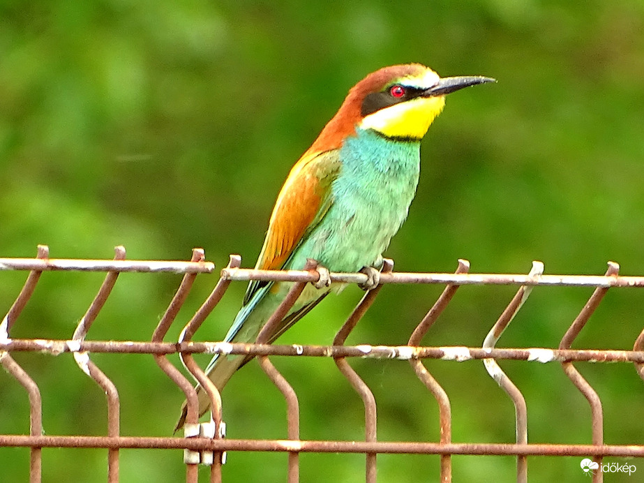 Életem első gyurgyalagja