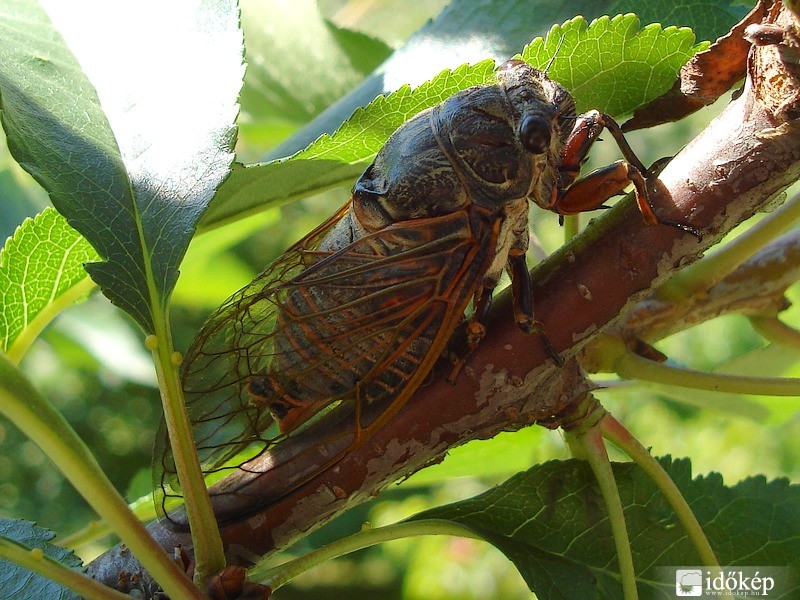 Énekes kabóca(Ciccuda plebeja)