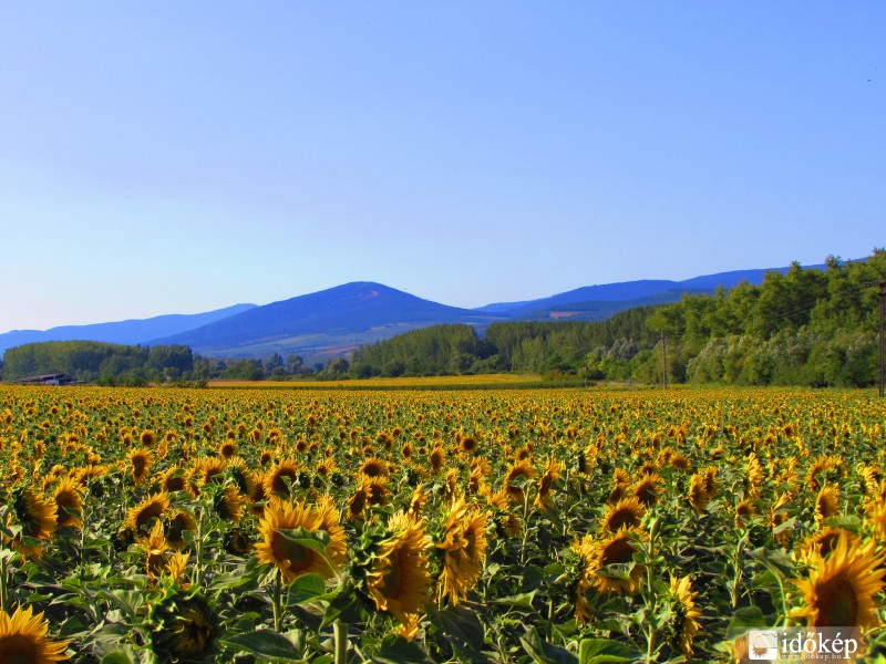 Sárga szőnyeg a Mátra előtt