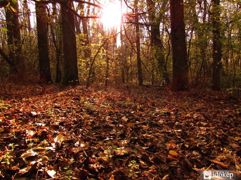 Erdei séta októberben