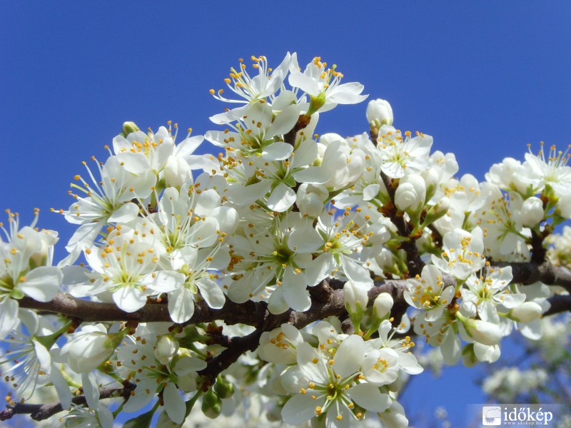 Egy ág a sok közül