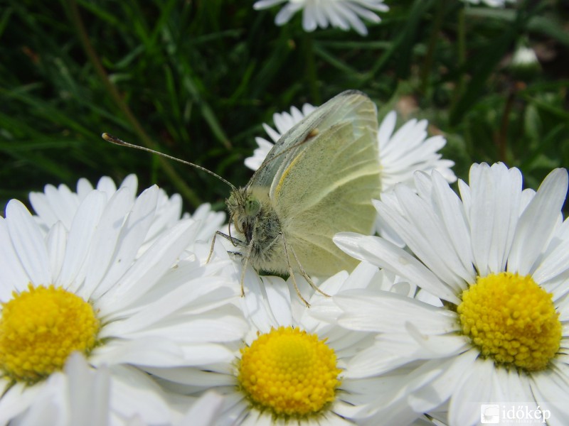 Szirmok lágy ölén