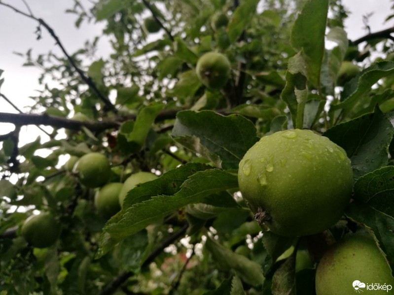 Észlelési fényképek