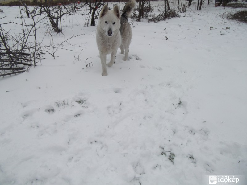Mindenki élvezi a havat :) 