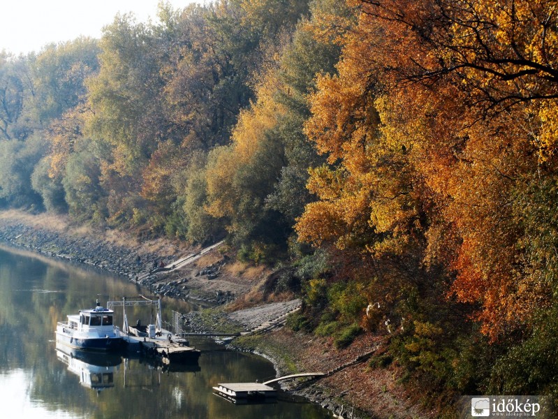 Tisza-parti fák