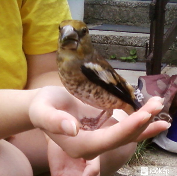 Meggyvágó (Coccothraustes coccothraustes) ifjonc