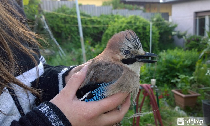 Szajkó (Garrulus glandarius)