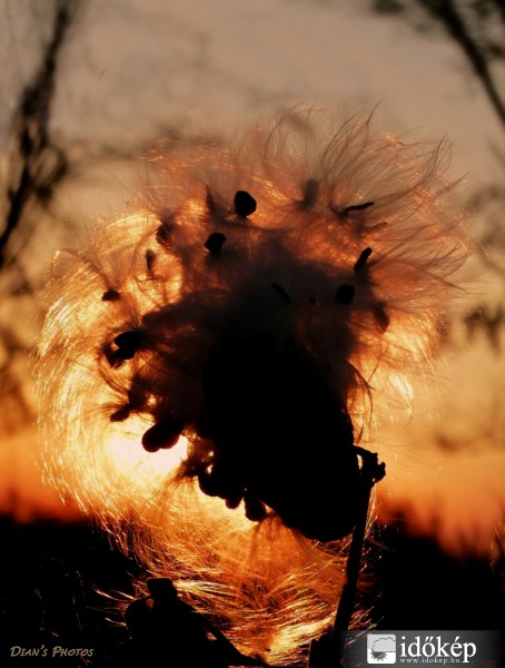 Bolyhoska a naplementében..