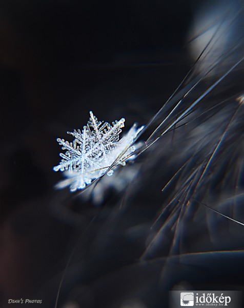 A hajamba akadt hópihék :)