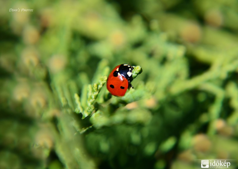 Napsütésben fürdő katica..