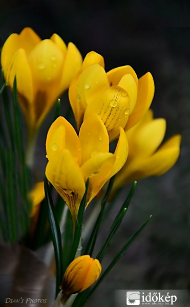 Eső után a sárga sáfrány..