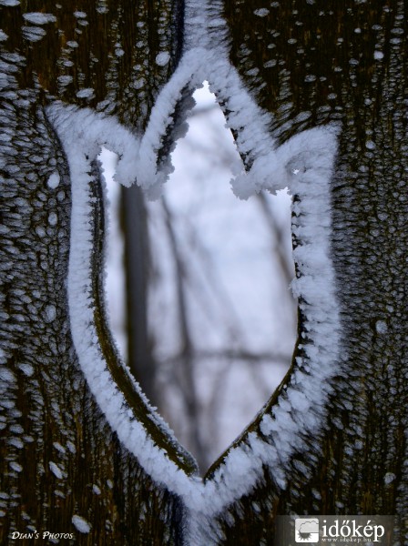 Téli tulipán :)