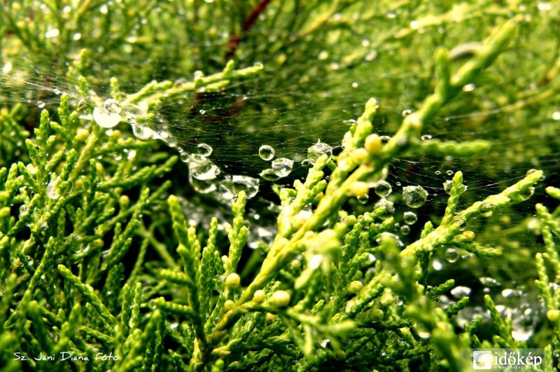 Vízgyöngyös háló